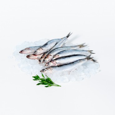 SEITO MITJA (Engraulis encrasicholus)