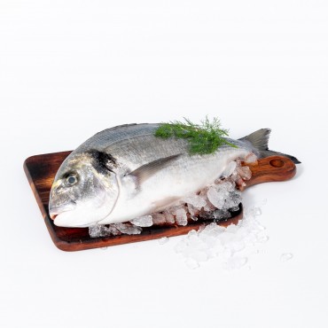 DAURADE ELEVE P-400/600 (Sparus aurata)