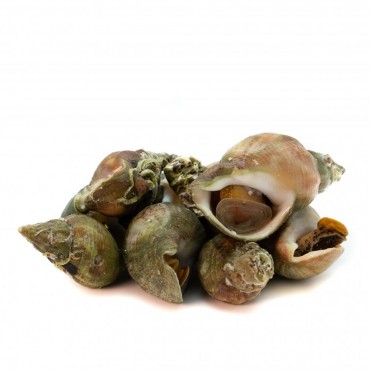 CARGOL MAR CUIT (Buccinum undatum)