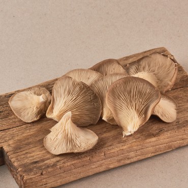 Safata de bolets, 1 unitat 