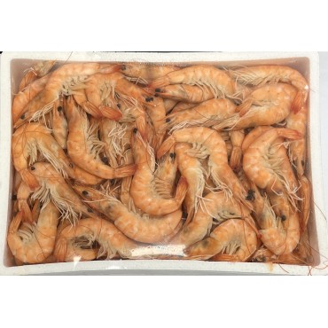 PASAPESCA LANGOSTINO COCIDO 40/60 2KG